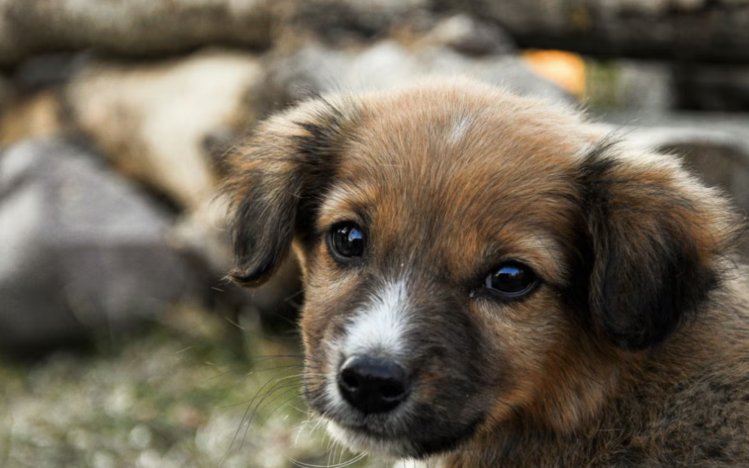This Brave Little Puppy Survived Alone at a Construction Site Until Someone Finally Came for Her