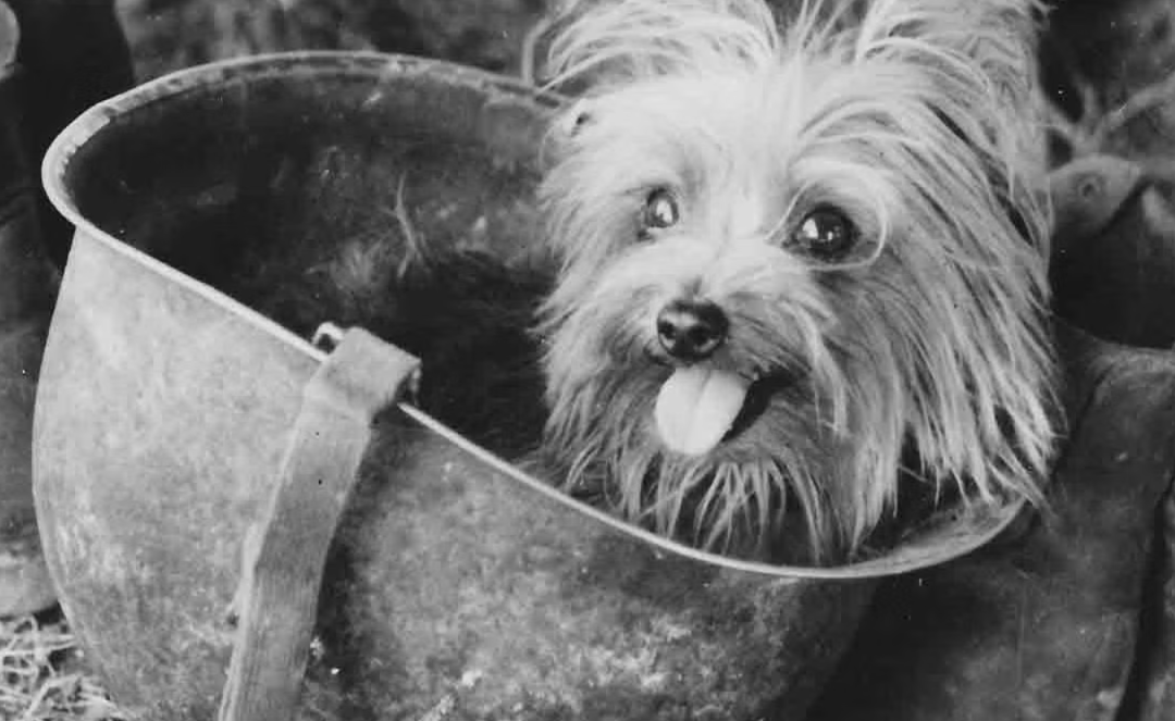 This 4-Pound WWII Hero Comforted Wounded Soldiers and Changed History Forever