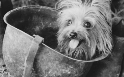 This 4-Pound WWII Hero Comforted Wounded Soldiers and Changed History Forever