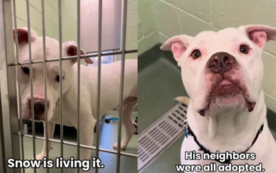 He Was the Only Shelter Dog Left Behind—Then the News Everyone Hoped For Finally Arrived