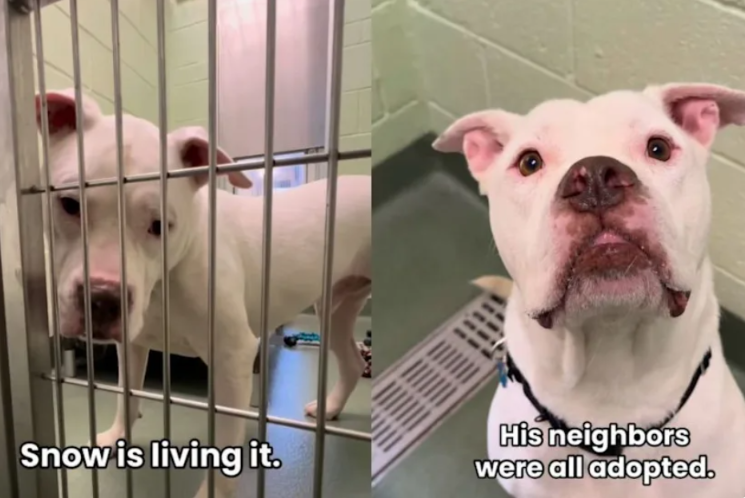 He Was the Only Shelter Dog Left Behind—Then the News Everyone Hoped For Finally Arrived