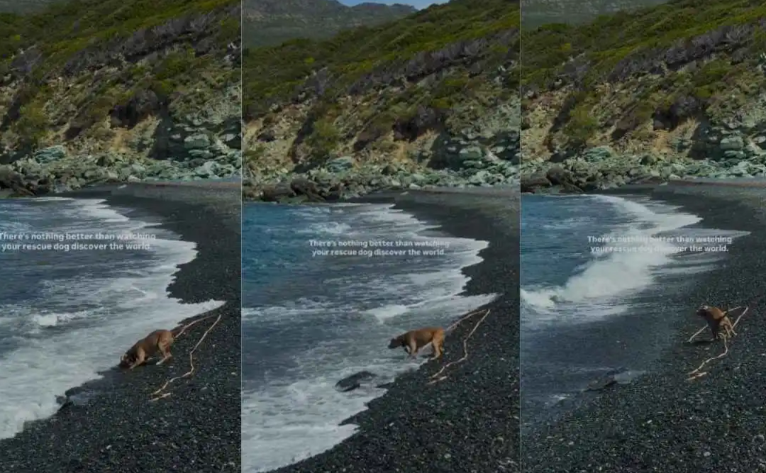 This Rescue Dog’s First Trip to the Beach Was the Fresh Start She Always Deserved