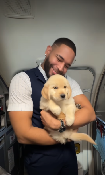 Golden Retriever Puppy Charms Flight Attendant on Her First Flight Home