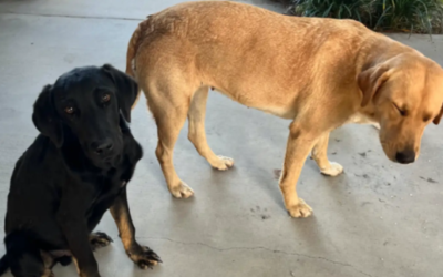 She Traveled for a Concert—but Two Stray Dogs Turned the Trip Into a Life-Changing Rescue