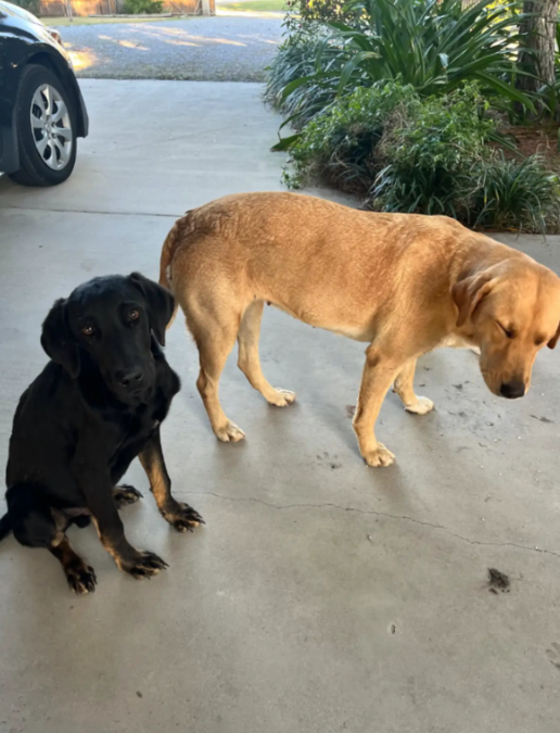 She Traveled for a Concert—but Two Stray Dogs Turned the Trip Into a Life-Changing Rescue
