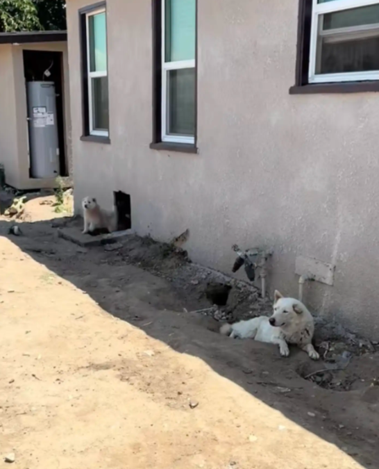 A Call About a ‘Dangerous’ Stray Led to the Sweetest Surprise