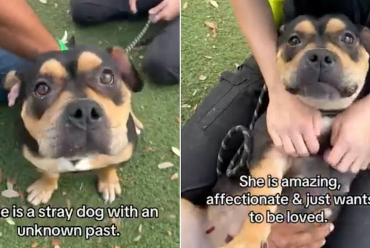 People Keep Walking Away From This Shelter Dog, But Not for the Reason You Think