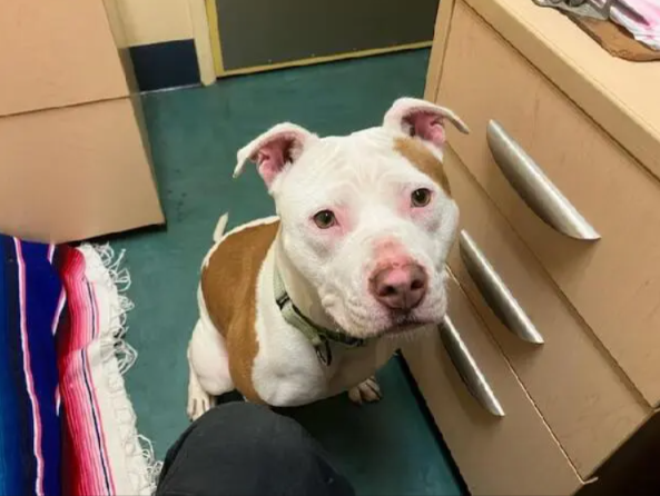 Meet Tiny: The Calm Shelter Dog Who’s Still Waiting for Her Forever Family