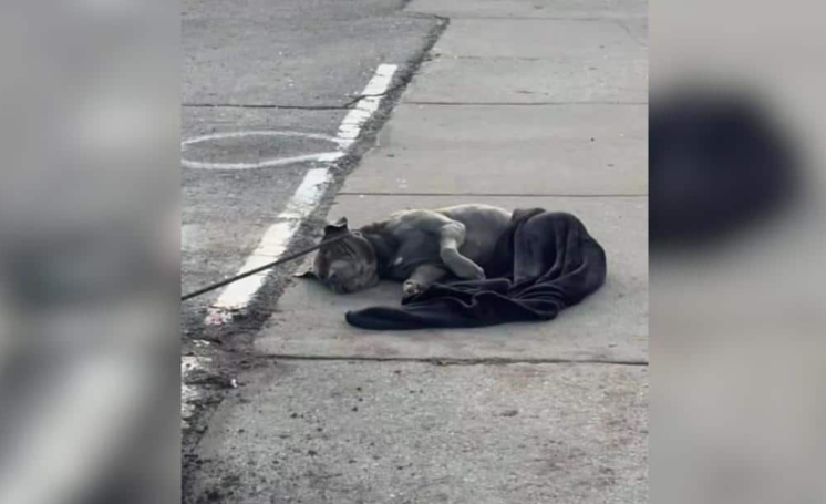 A Dog Was Found Helpless on a Sidewalk… His Comeback Will Melt Your Heart