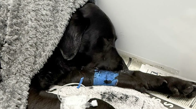 A Labrador’s Scenic Hike Turned Into a Life-Threatening Emergency