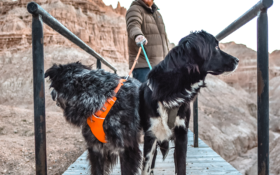 Not Every “Dog-Friendly” Trail Is Safe—Here’s How to Pick the Right One