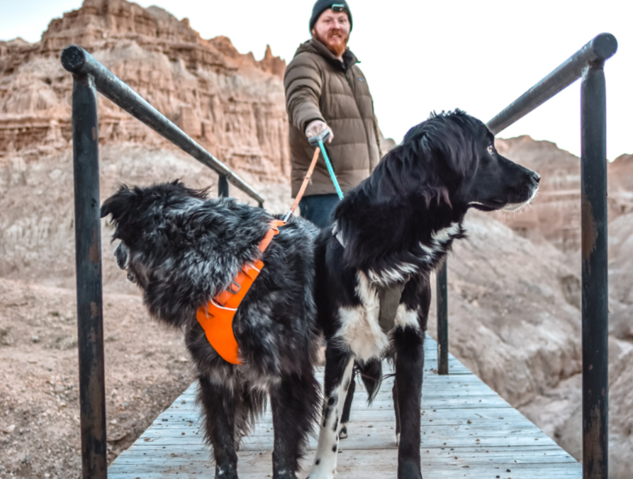 Not Every “Dog-Friendly” Trail Is Safe—Here’s How to Pick the Right One