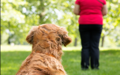 Getting Your Dog Back Into Training: Simple Steps for a Fresh Start