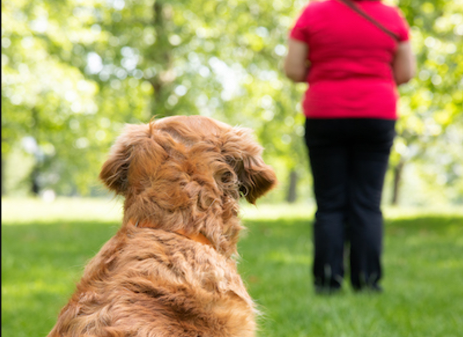 Getting Your Dog Back Into Training: Simple Steps for a Fresh Start