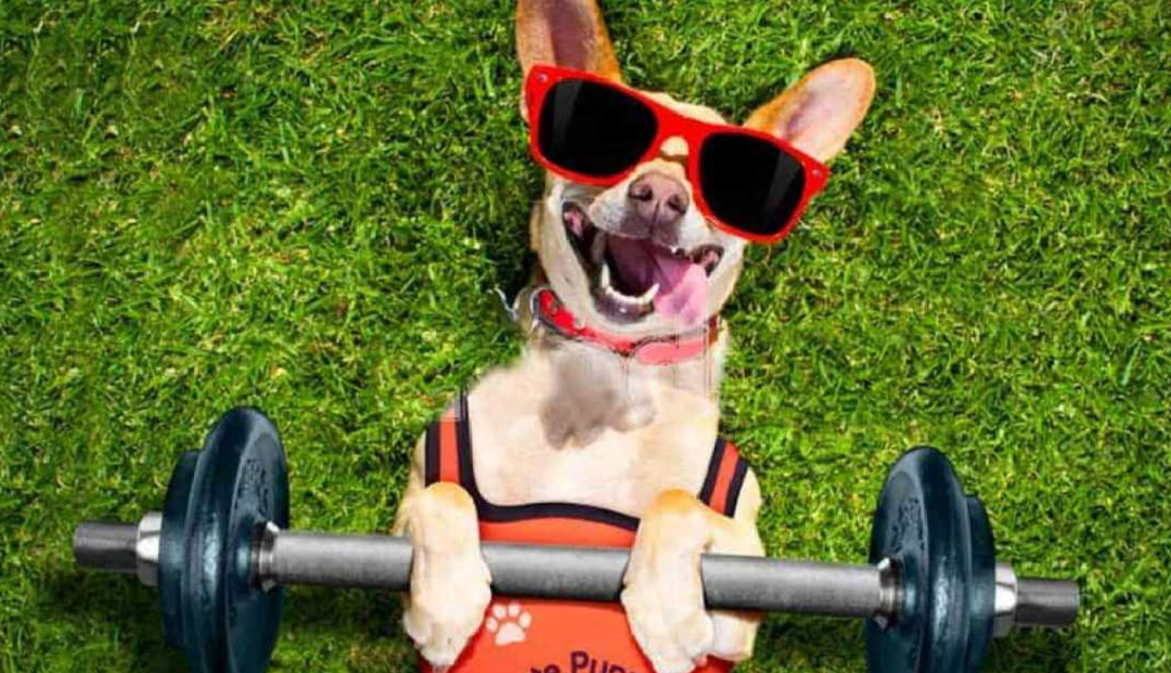 5 Fun Ways to Get Fit With Your Dog While Strengthening Your Bond