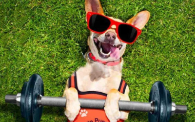 5 Fun Ways to Get Fit With Your Dog While Strengthening Your Bond