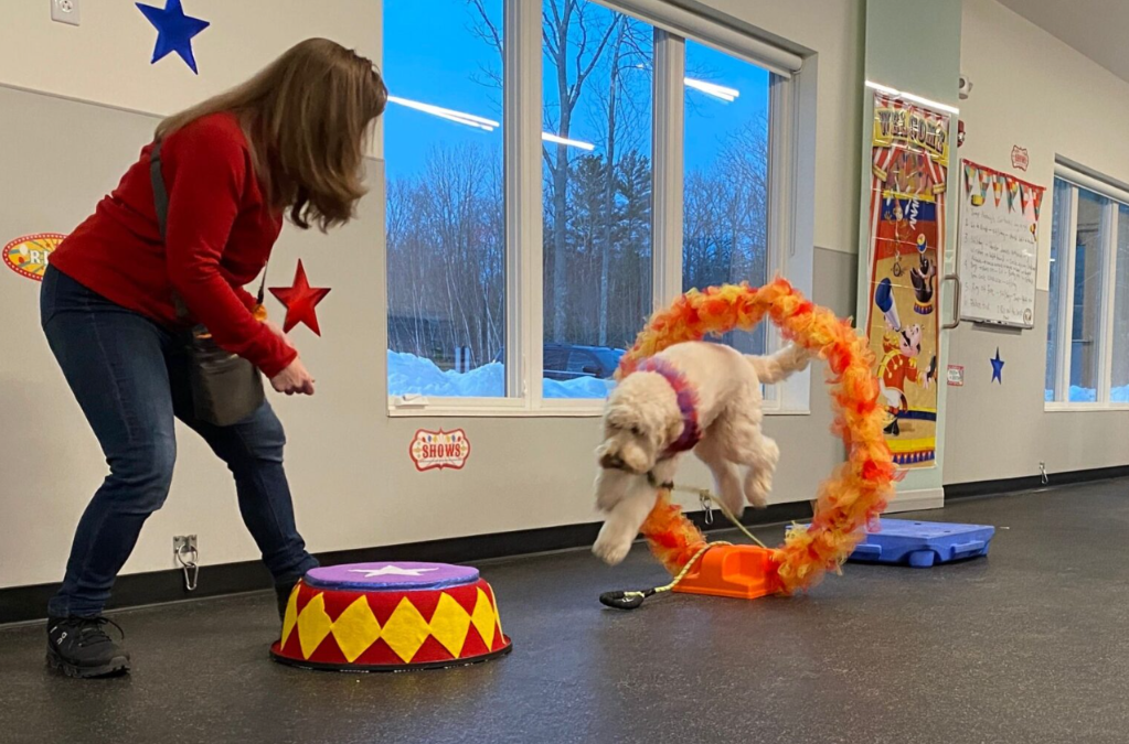 Why Trick Training Is One of the Best Things You Can Do With Your Dog