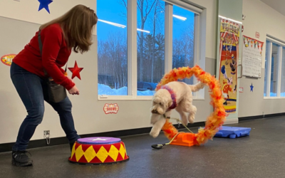 Why Trick Training Is One of the Best Things You Can Do With Your Dog