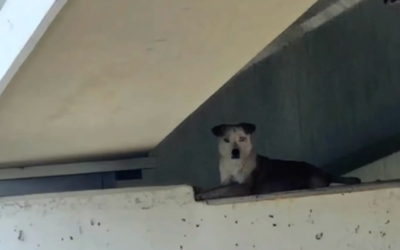 Stray Dog Trapped Beneath a Bridge Waited for Help—Then Firefighters Did the Unthinkable