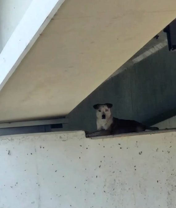 Stray Dog Trapped Beneath a Bridge Waited for Help—Then Firefighters Did the Unthinkable
