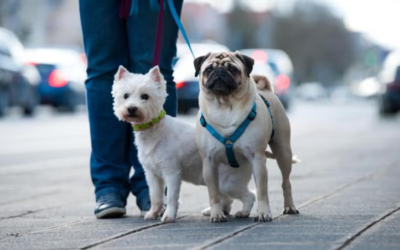 City-Proof Your Dog: 7 Essential Skills Every Urban Pup Should Know