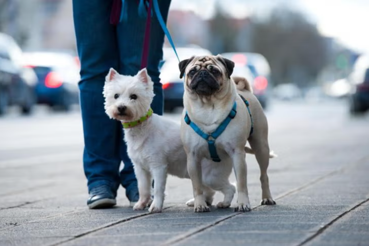 City-Proof Your Dog: 7 Essential Skills Every Urban Pup Should Know