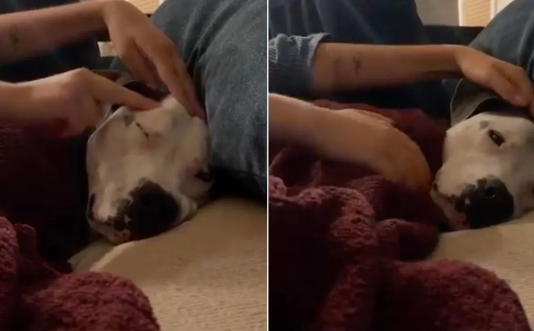 A Single Firework Scared This Rescue Dog—But What Her Family Did Next Melted Hearts
