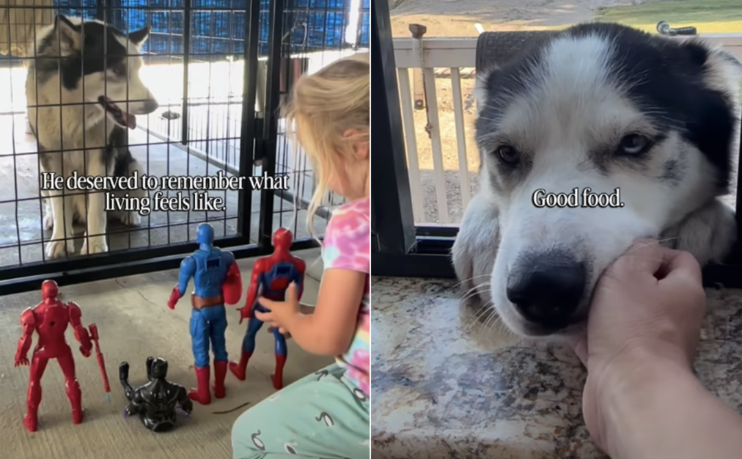 Oldest Shelter Dog Finally Gets a Weekend Away—and Everyone Falls in Love