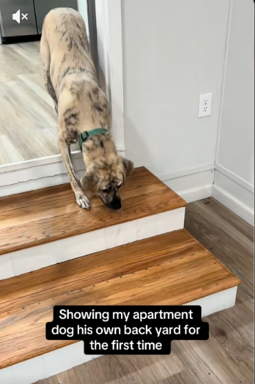 After Everything He Survived, This Rescue Dog Finally Got the Yard He’d Always Deserved