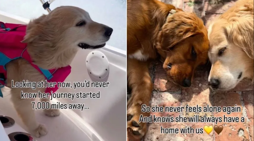 Rescue Golden Retriever Traveled Over 7,000 Miles to Find the Family She Was Meant for