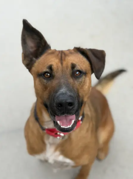 Meet Zack: The Playful German Shepherd Mix Looking for His Forever Home