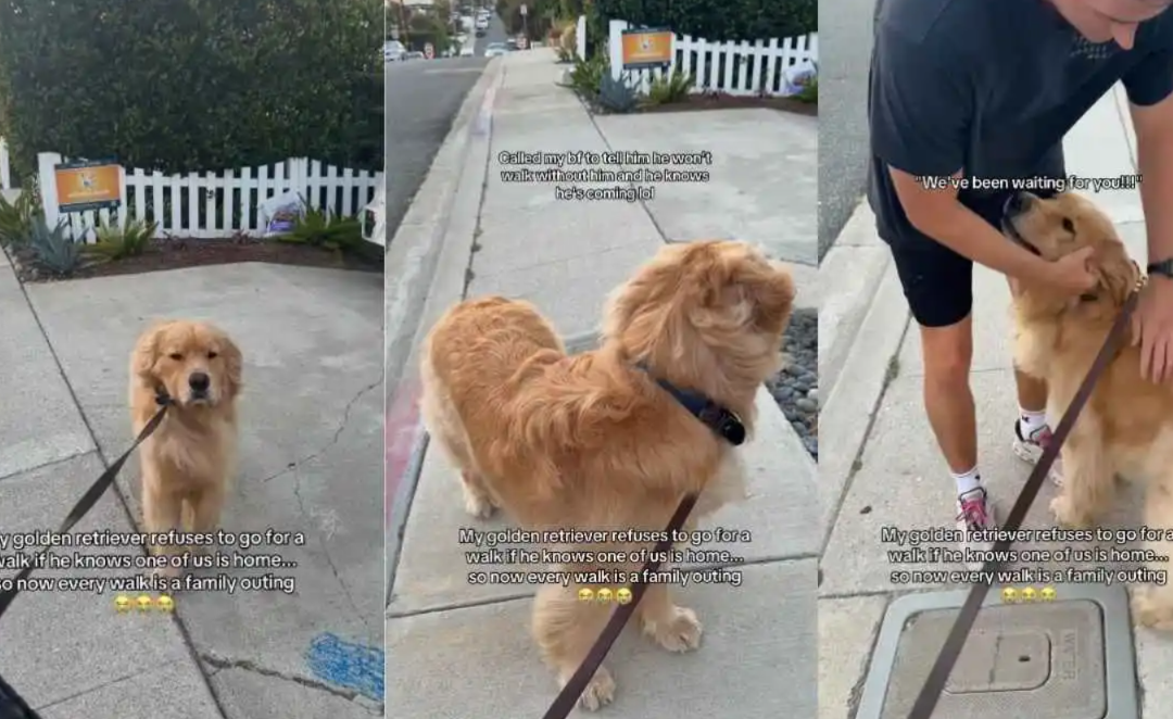 A Golden Retriever’s Hilarious Walk-Time Rule Has the Internet Smiling