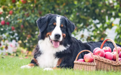 Before You Bring Your Dog Apple Picking, Don’t Forget These 7 Important Tips
