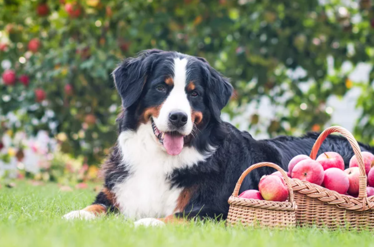 Before You Bring Your Dog Apple Picking, Don’t Forget These 7 Important Tips