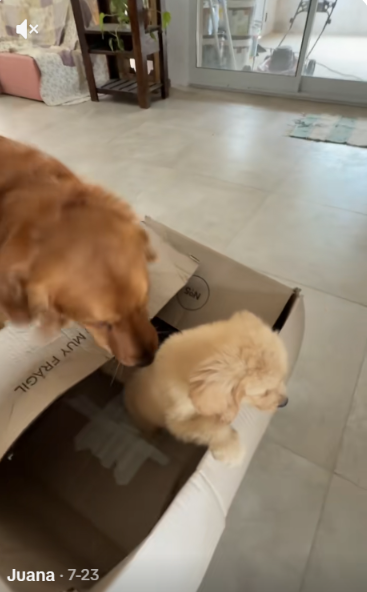 Golden Retriever’s Priceless Reaction To Meeting His Puppy Brother Melts Hearts