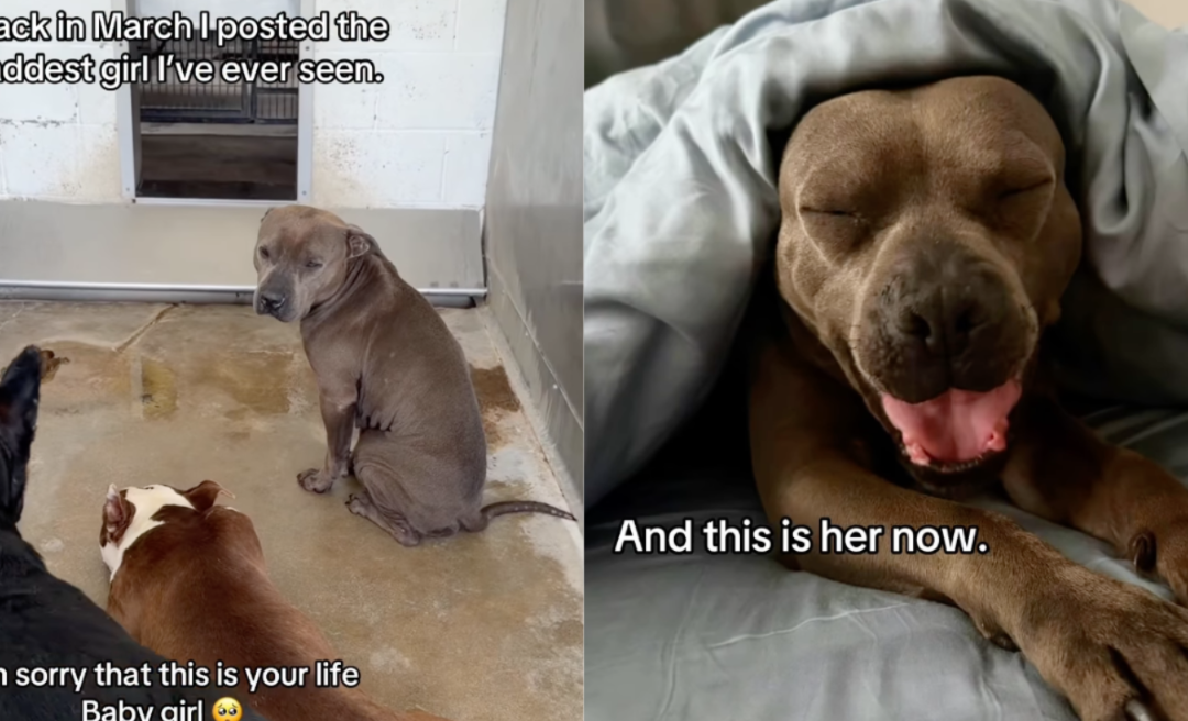 She Waited In A Kennel With Three Other Dogs Until One Person Changed Everything
