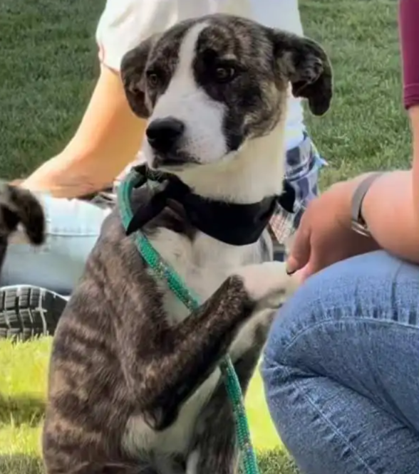 No One Picked This Sweet Puppy… Until One Life-Changing Day