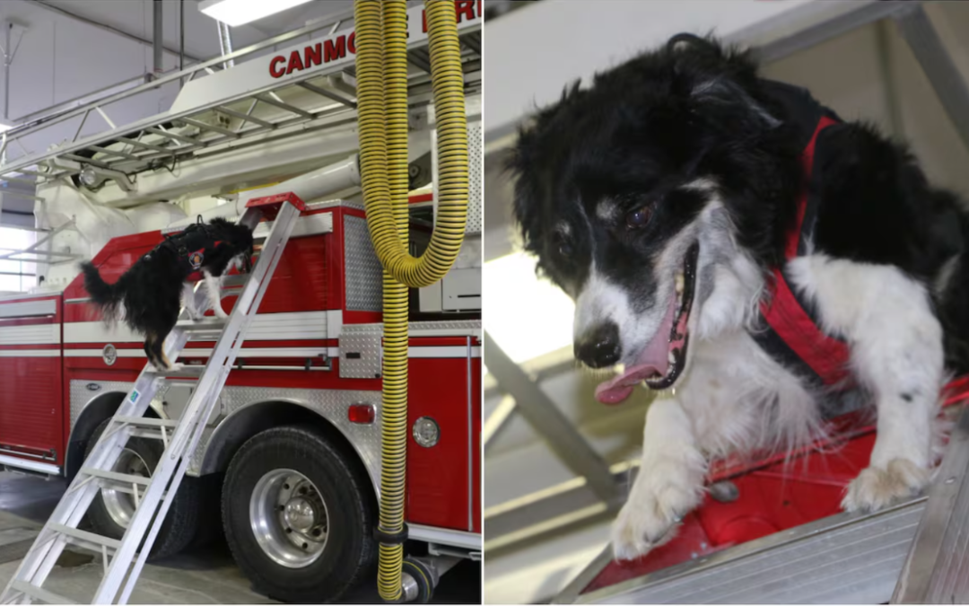 Everyone Wanted To Meet Baillie, The Remarkable Dog Trained To Find People Beneath The Rubble