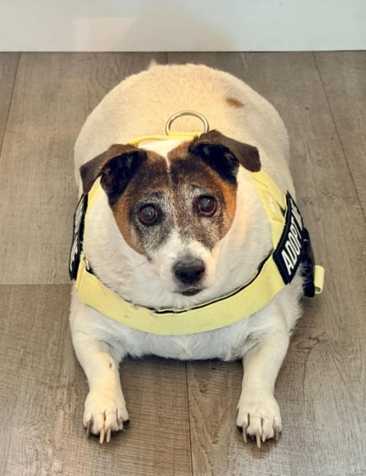 A Shelter Dog’s Incredible Weight-Loss Journey Is Inspiring Dog Lovers Everywhere