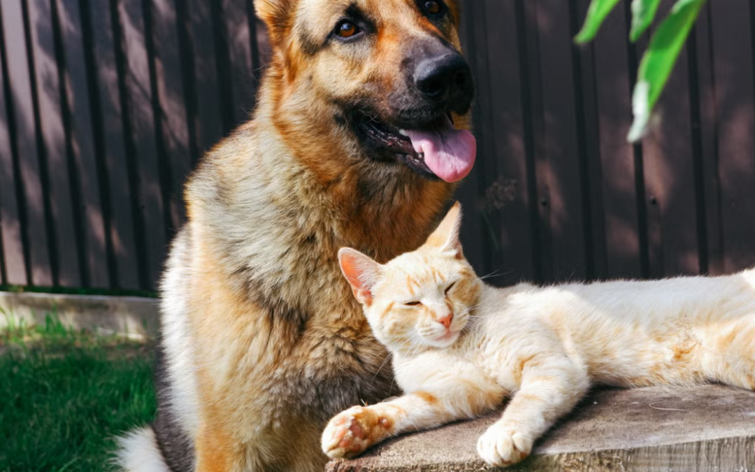 This Giant German Shepherd and His Tiny Orange Kitten Are the Sweetest Odd Couple
