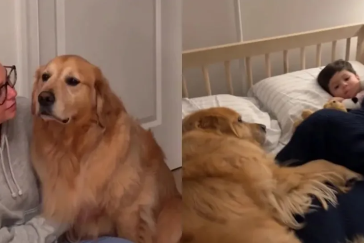 This Golden Retriever Couldn’t Stand Sleeping Away From His Toddler Best Friend