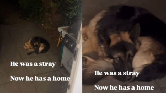 He Entered the Shelter Alone, Then Left With the Humans Who Changed Everything