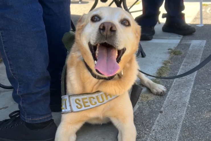 After 6 Years of Service, This Disneyland Security Dog Gets the Retirement He Deserves