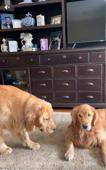 This Golden Retriever Has the Moves of a Super Spy—His Brother Isn’t Impressed