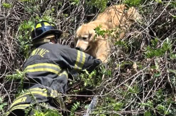 Golden Retriever Gets Stuck High in a Tree, and Firefighters Have to Pull Off an Unusual Rescue