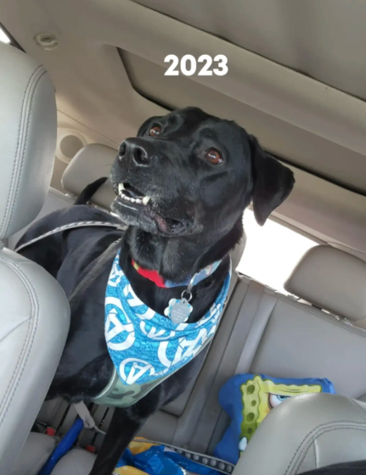Family Couldn’t Believe Their Black Dog Was Slowly Changing Color