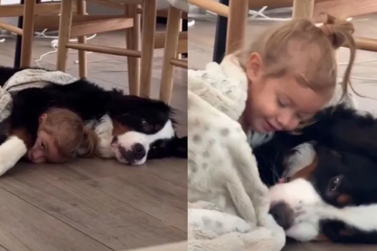 One Simple Hug Between A Bernese Mountain Dog And A Little Girl Says It All