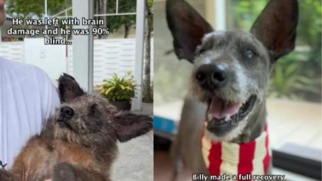 Rescuers Found Billy in Critical Condition—Months Later, He Was Finally Home