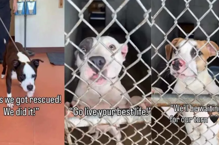 He Finally Got His Happy Ending—But This Shelter Dog’s Last Look Back Will Break Your Heart