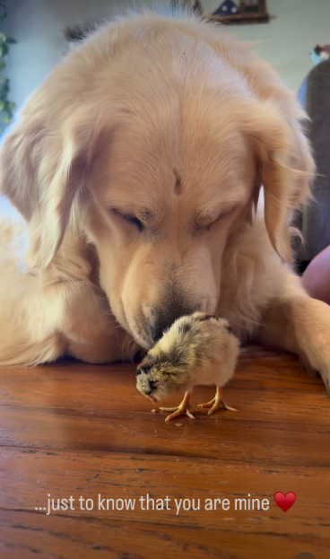 This Golden Retriever Has the Sweetest Friendship With a Bunch of Baby Chicks